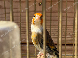 Goldfinch mule