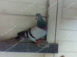 for sale herman  custer race pigeon