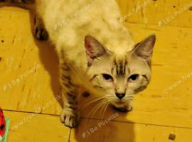 Snow lynx Bengal