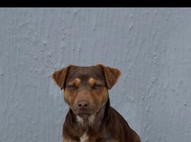 Jack Russell for stud