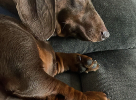 Sweet boy needing a forever home