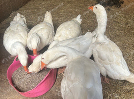 Beautiful embden geese 1 gander five hens
