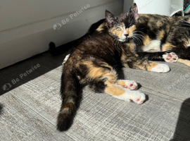 Cute kitten is looking for a new home.
