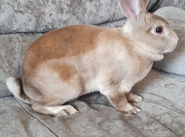 Mini rex buck