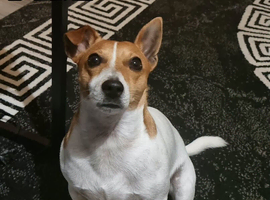 Duke a 3 year old Stud
