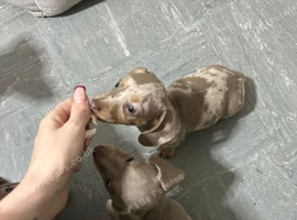 Lovely Miniature Dachshund Puppies
