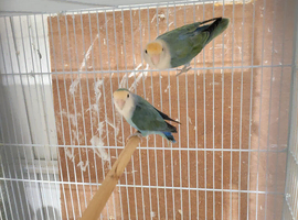 Lovebirds