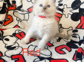 Ragdoll kittens text me only please