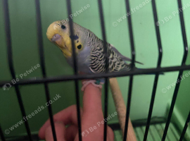 Baby Budgies