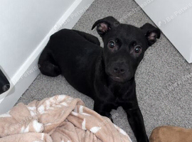 Cane corsa cross staffy