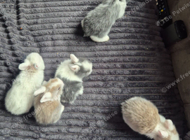 Lionhead babies