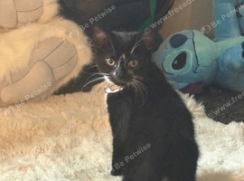 Male cat looking for a new home