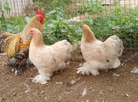 Trio of pekins