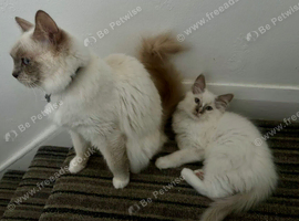Purebred Microchipped Ragdoll kittens