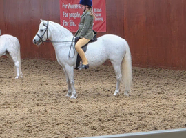 **ELSA** Manorfield's Silver Lady, FleaBitten Grey,Lead rein,first ridden,second Pony, Broodmare
