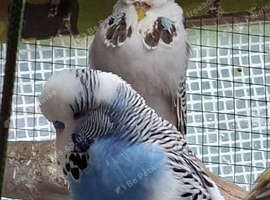 Budgies