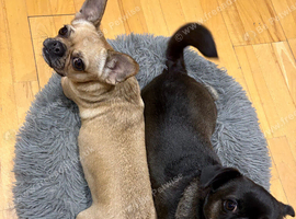 Beautiful Chugs looking for separate homes.