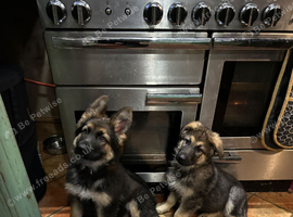 2 X GERMAN SHEPHERD PUPPIES BOTH BOYS
