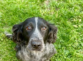Adorable cocker spaniel puppies for sale