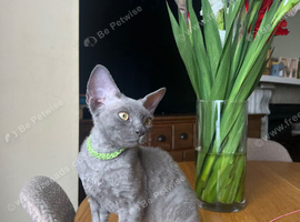 Ready now pedigree Devon Rex