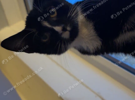 5 month old kitten