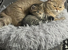 Male kitten(Chinchilla/British shorthair)