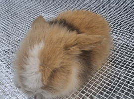 Lionhead
