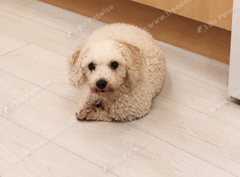 Maltipoo female