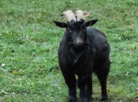 Asap! Looking for temporary location for this gorgeous Nigerian dwarf billy