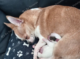 White with brown/black spots me puppy