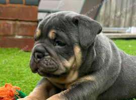 The Best New England Bulldogs