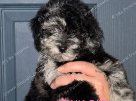 5 stunning toy poodles