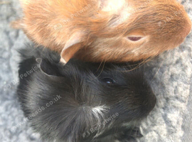 2 baby boy guinea pigs
