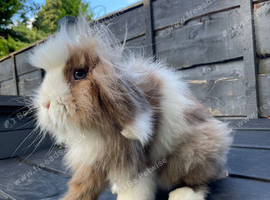 Beautiful Mini Lion Lop Boy