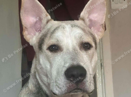 Corso terrier
