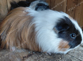2 female pigs
