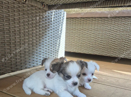 Stunning Long-Haired Chihuahua Puppies