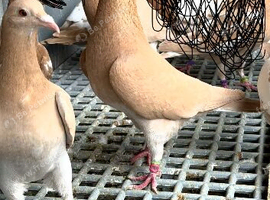 Yellow racing pigeons for sale