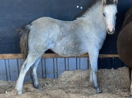 Registered filly foal to make 11.2