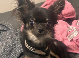 Looking for a chihuahua