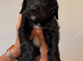 Sprocker puppies