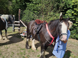 14.2 bay roan project mare