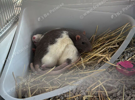 2x male rats and cage