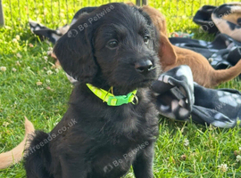 Fully Health Tested F1 Labradoodle Puppies