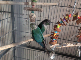 Pair of conures