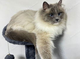 GCCF Ragdoll female blue mitted