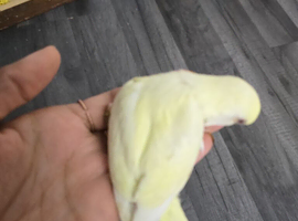 Baby budgies