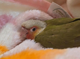 Hand Reared Pineapple Conure