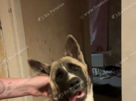 4 month old american akita