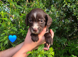 Last 3 boys Reduced beautiful Cocker Spaniels